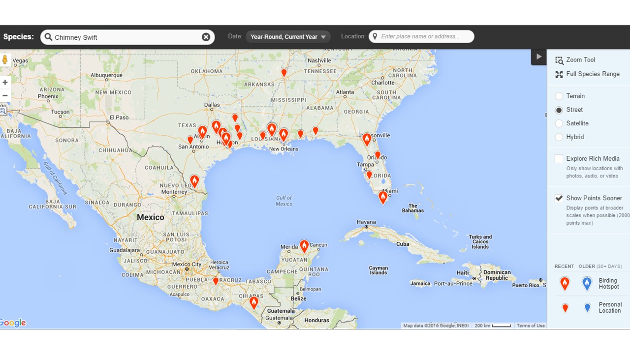 March 16th Chimney Swift update