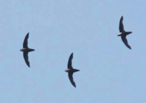 Swifts trio flying