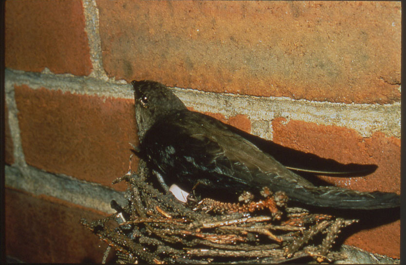 CHSW nest - credit South Carolina Department of  Natural Resources